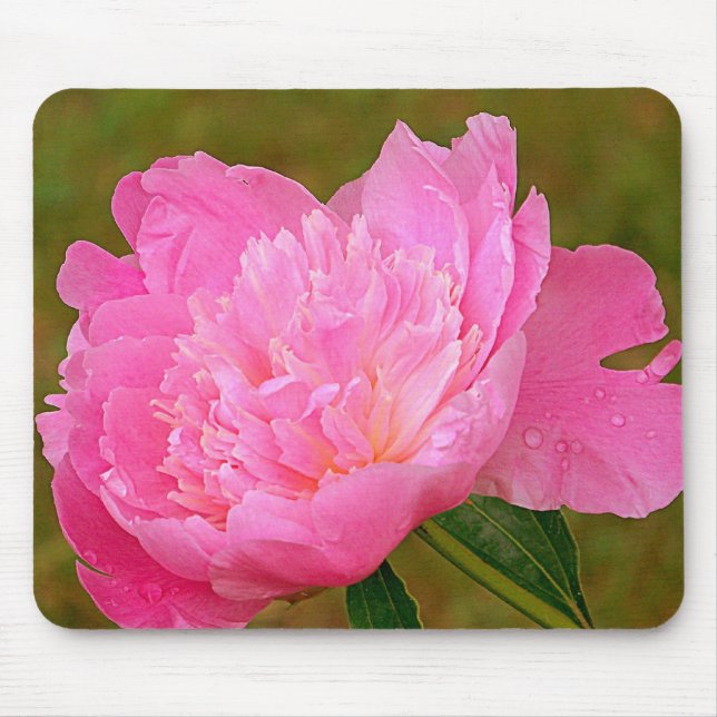 Hübsche rosa Pfingstrosen-Mausunterlage Mousepad (Vorne)