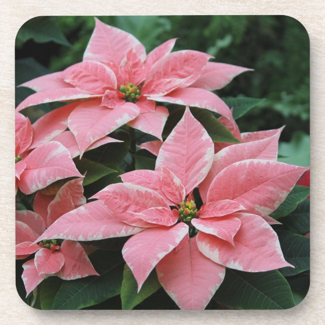 Hübsche rosa Poinsettia-Untersetzer Getränkeuntersetzer (Vorderseite)