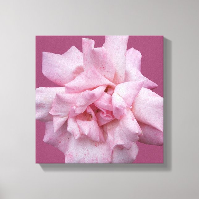 Hübsche rosa Rosa schöne, moderne Kunst Leinwanddruck (Vorderseite)