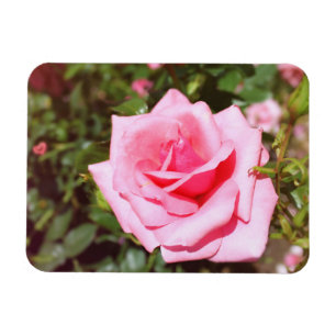 hübsche rosa Rosenblume mit süßen Herzen Magnet