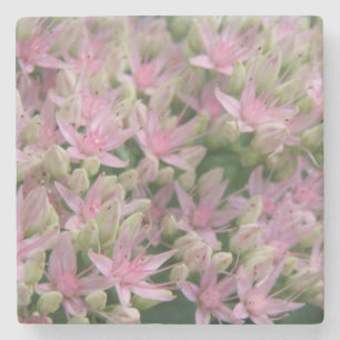 Hübsche rosa tropische Blume Stone Untersetzer