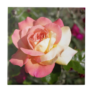 Hübsche rosa und gelbe Rosenblume.  Floral Fliese