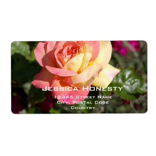 Hübsche rosa und gelbe Rosenblume, individuell ang