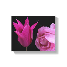 Hübsche Rosa- und Tulpenrose Blume