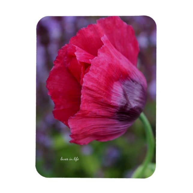 Hübsche rosa und violette Mohnblume Magnet (Vertikal)