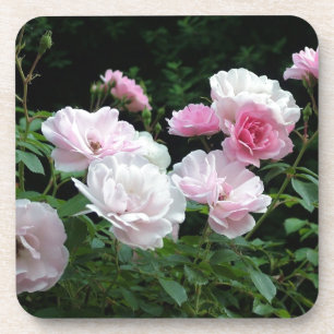 hübsche rosa und weiße Rosenblütensträucher. Flora Getränkeuntersetzer