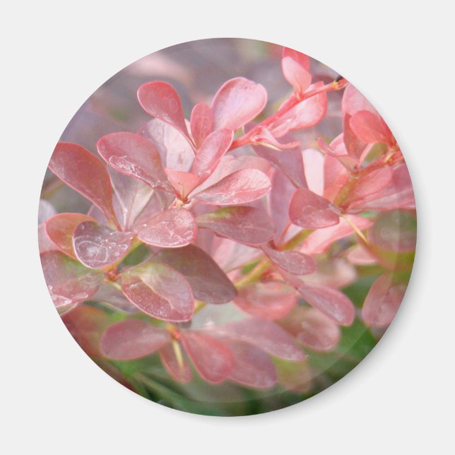 Hübsche rosa Zweige Magnet (Vorne)