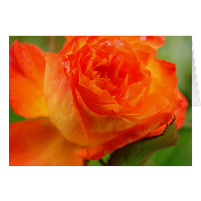 Hübsche Rose Im Garten von Angelandspot (Vorderseite (Horizontal))