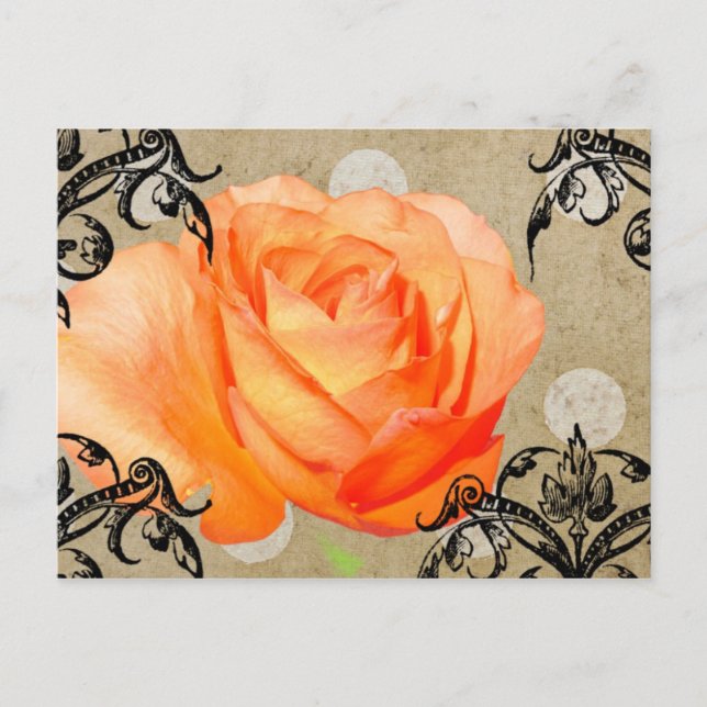Hübsche Rose Postkarte (Vorderseite)
