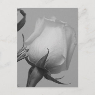 Hübsche Rose Postkarte