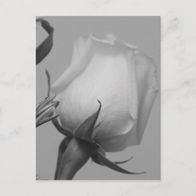 Hübsche Rose Postkarte (Vorderseite)