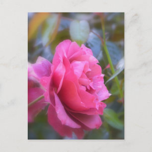 Hübsche Rose Postkarte