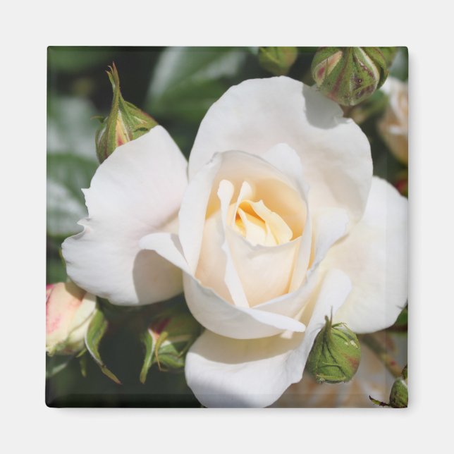 hübsche Rosenblütenkunst. Blumenkunst aus Foto. Magnet (Vorne)