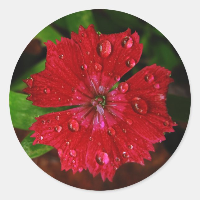 Hübsche rote Blume mit Raindrops-Foto Runder Aufkleber (Vorderseite)