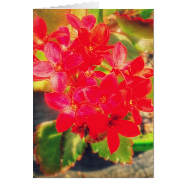 Hübsche Rote Blüte Blume (Vorne)