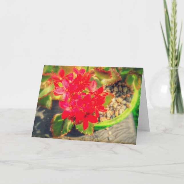 Hübsche Rote Blüte Blume Karte (Vorderseite)