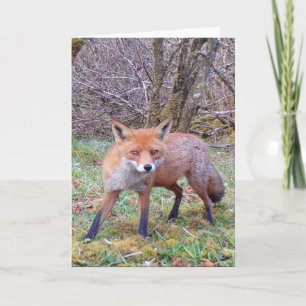 Hübsche Rote-Fuchs-Wildszene für Tierliebhaber Karte