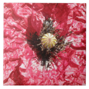 Hübsche Rote Mohnblume Blume - Makrofolie Fliese
