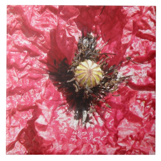 Hübsche Rote Mohnblume Blume - Makrofolie Fliese (Vorderseite)