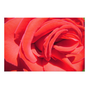 hübsche rote Rosenblumen-Fotokunst. Liebe, Hochzei Fotodruck