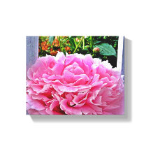 Hübsche Rustikale Pink Peony Blume