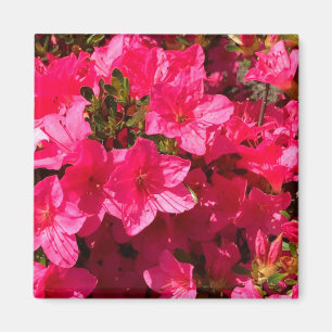 Hübsche Schließung der rosa Azaleen-Blume, Magnete