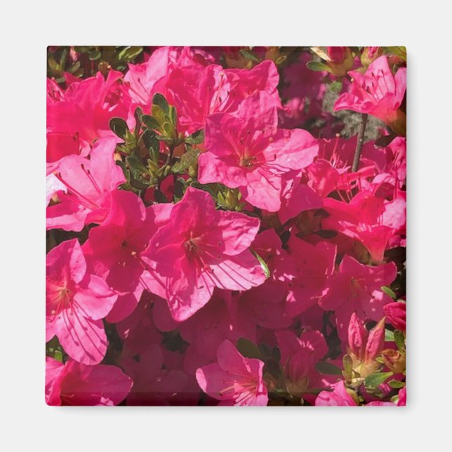 Hübsche Schließung der rosa Azaleen-Blume, Magnete (Vorne)