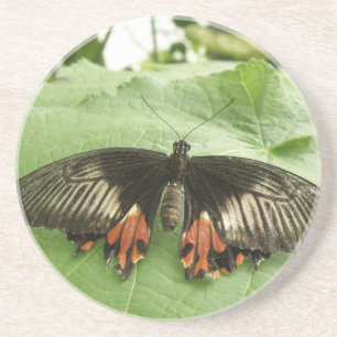 Hübsche Schwarz-Rot-Gold-Schmetterling-Untersetzer Getränkeuntersetzer