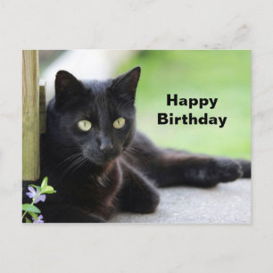 Hübsche schwarze Katzenfoto-Geburtstag Postkarte