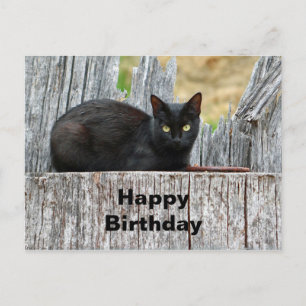 Hübsche schwarze Katzenprotokoll-Foto-Geburtstag Postkarte