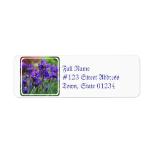 Hübsche sibirische Iris
