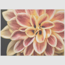 Hübsche Sommer Dahlia Blume (Schöne Blumenkunst)