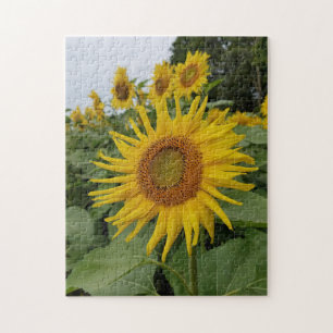 Hübsche Sonnenblumen Puzzle