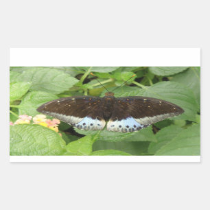 Hübsche Sticker für tropische Schmetterlinge