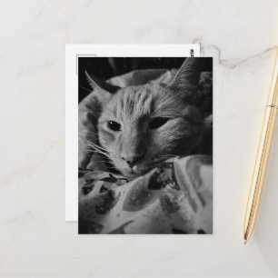 Hübsche süße Ginger Tabby Katze Schwarz und Weiß Postkarte