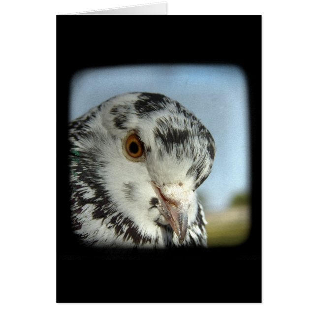 Hübsche Taube (Vorne)