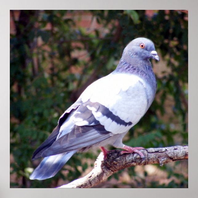 Hübsche Taube Poster (Vorne)