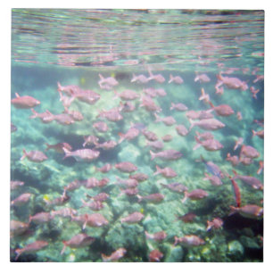 Hübsche Tropenfisch-Keramik Fliese