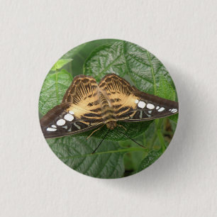 Hübsche Tropenklippenknöpfe Button