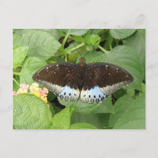 Hübsche Tropenschmetterlingspostkarte Postkarte (Vorderseite)