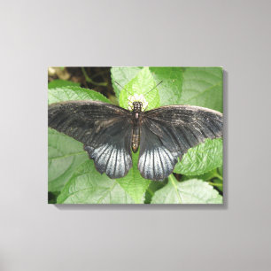 Hübsche tropische Schmetterlinge und Blume Canvas  Leinwanddruck