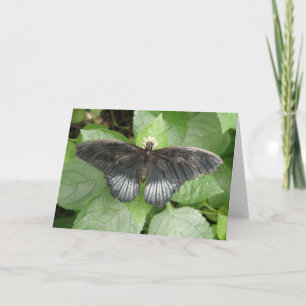 Hübsche tropische Schmetterlings- und Blumen-Grußk Karte