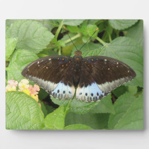 Hübsche Tropische Schmetterlingsfläche Fotoplatte