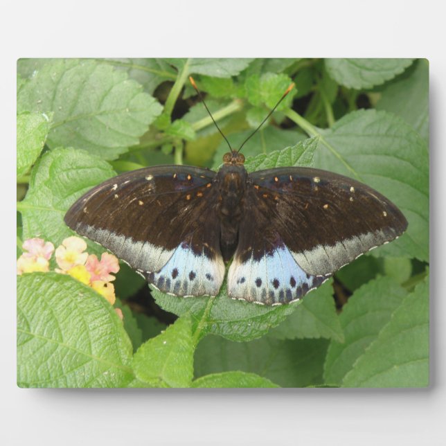 Hübsche Tropische Schmetterlingsfläche Fotoplatte (Vorderseite)