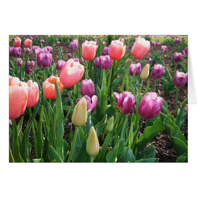 Hübsche Tulipen, unbedruckt (Vorderseite (Horizontal))