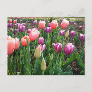 Hübsche Tulips Postkarte