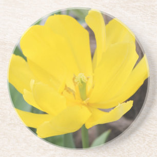 hübsche Tulpe Blume. Blumengarten Untersetzer