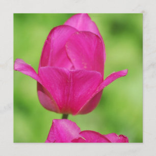 Hübsche Tulpe-Einladungen Einladung