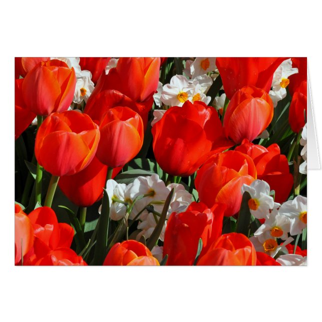 Hübsche Tulpen und Narzissen (Vorderseite (Horizontal))