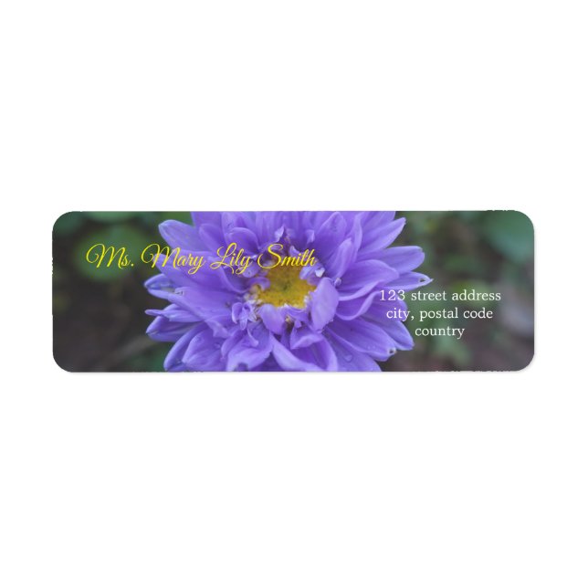 hübsche violette Gänseblümchen (Vorne)